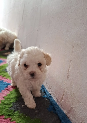 Bichon matlez   adorabili, alb cu urechi ușor crem   rezervă acum! - imagine 3