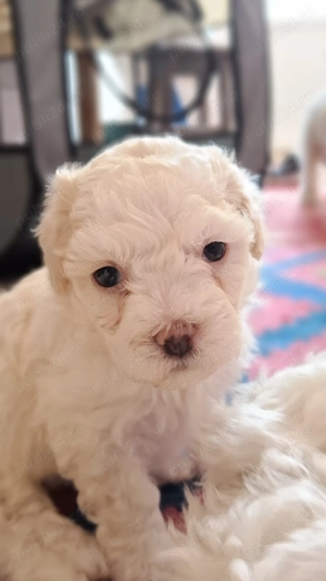 Bichon matlez   adorabili, alb cu urechi ușor un prieten nou de familie disponibil - imagine 3