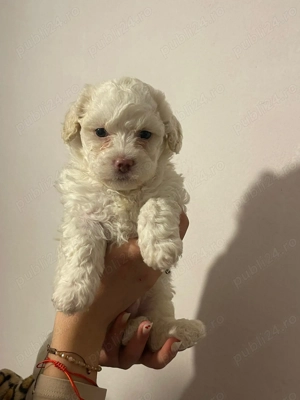 Bichon matlez   adorabili, alb cu urechi ușor un prieten nou de familie disponibil - imagine 2