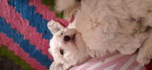 Bichon matlez   adorabili, alb cu urechi ușor un prieten nou de familie disponibil