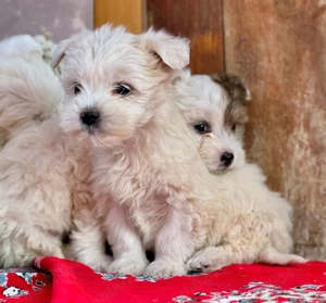 Cățeluși drăguți caută stăpâni iubitori  - imagine 5