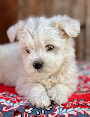 Cățeluși drăguți caută stăpâni iubitori  - imagine 2