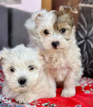 Cățeluși drăguți caută stăpâni iubitori  - imagine 4