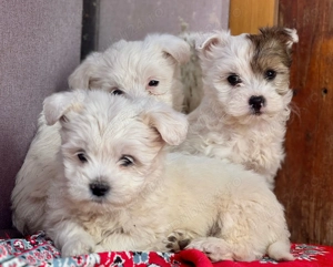 Cățeluși drăguți caută stăpâni iubitori 