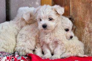 Cățeluși drăguți caută stăpâni iubitori  - imagine 3