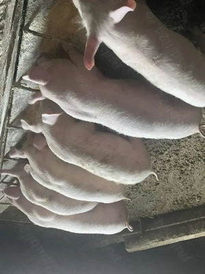 Purcei de 10 saptamani marele alb - imagine 3