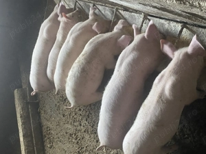 Purcei de 10 saptamani marele alb - imagine 2