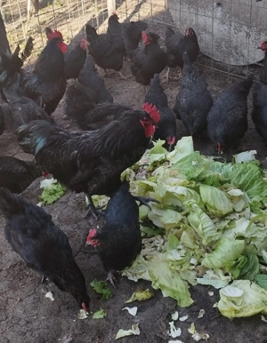 ouă de rasă australop pentru incubat Suceava - imagine 4