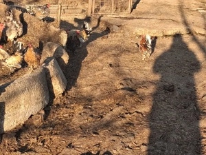 vand gaini pitice  - imagine 4