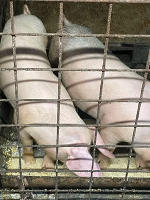 Porci vanzare  - imagine 4