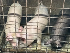 Porci vanzare  - imagine 3