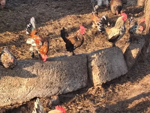 vand gaini pitice  - imagine 5