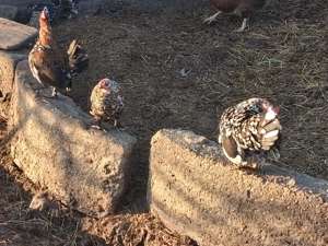 vand gaini pitice  - imagine 3