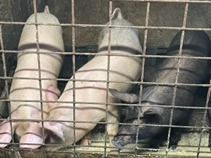 Porci vanzare  - imagine 2