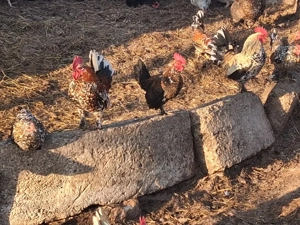 vand gaini pitice  - imagine 2