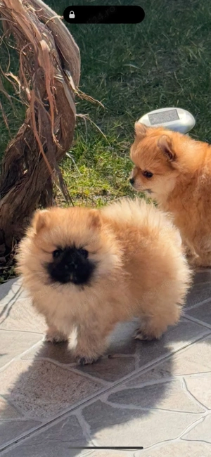 Câine Pomeranian 