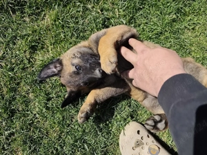 Coibanesc belgian malinois  - imagine 4