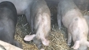 Grăsuni 50 - 100 kg preț de la 800 lei  - imagine 2