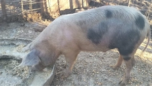 Grăsuni 50 - 100 kg preț de la 800 lei  - imagine 5