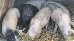 Grăsuni 50 - 100 kg preț de la 800 lei  - imagine 4