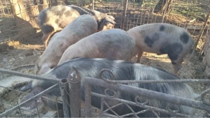 Grăsuni 50 - 100 kg preț de la 800 lei  - imagine 3