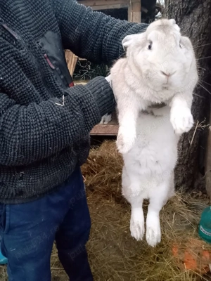 Iepuroi de casa - imagine 2