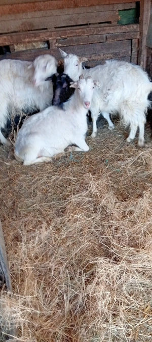 vand capre  - imagine 5