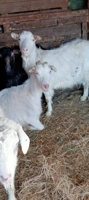 vand capre  - imagine 2