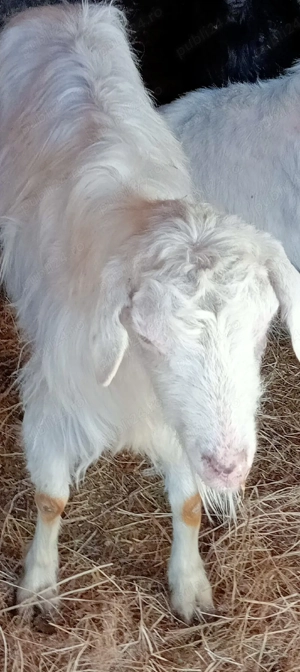 vand capre  - imagine 3