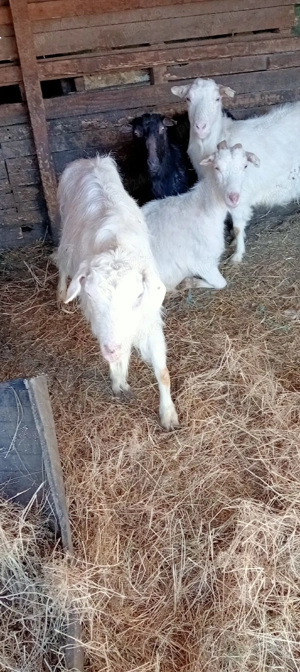 vand capre  - imagine 4