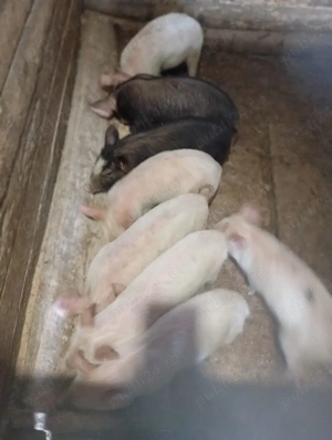 purcei de vânzare  - imagine 3