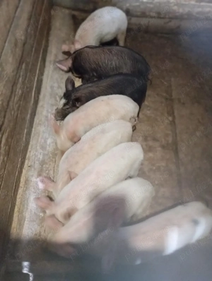 purcei de vânzare  - imagine 2