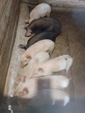 purcei de vânzare  - imagine 4