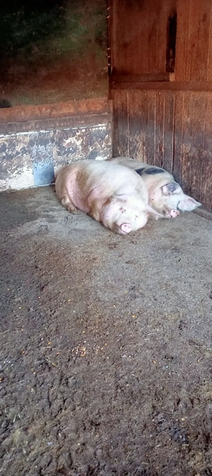 vand porci - imagine 2