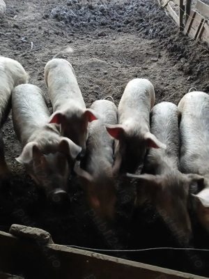 Vând șoldani  - imagine 2