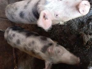 De vânzare porcii  - imagine 4