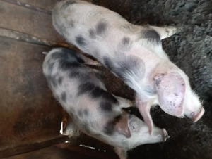 De vânzare porcii  - imagine 3