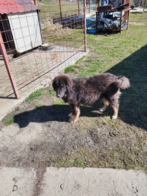 Femelă ciobănesc pui Tibetan  - imagine 3