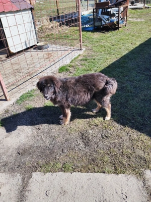 Femelă ciobănesc pui Tibetan  - imagine 2