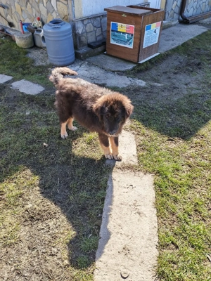 Femelă ciobănesc pui Tibetan  - imagine 1