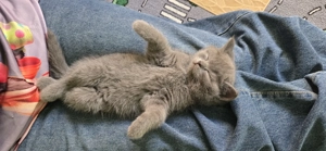 Fetiţă British Shorthair adorabilă își caută familie!  - imagine 2