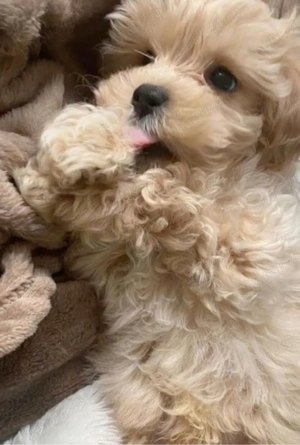 Pui Maltipoo Toy Poodel mini - imagine 2