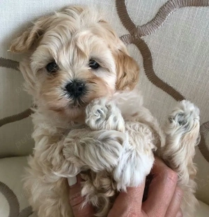 Pui Maltipoo Toy Poodel mini