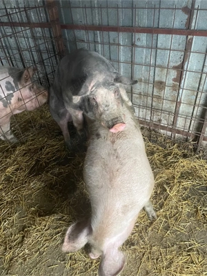 Vând Vier Pietran - imagine 2