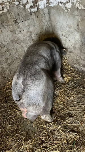 Vând Vier Pietran - imagine 5