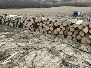 vand lemne de foc esenta tare transport la domiciliu - imagine 2