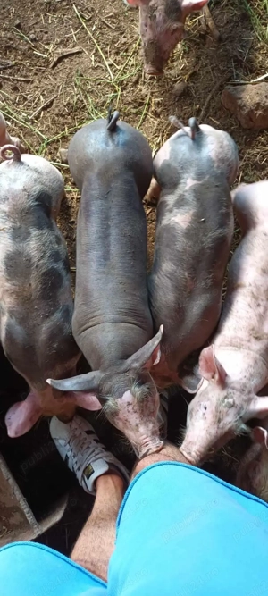 Vând Vier Pietran - imagine 4