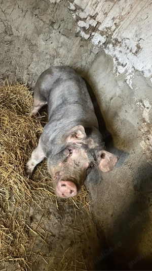 Vând Vier Pietran - imagine 3