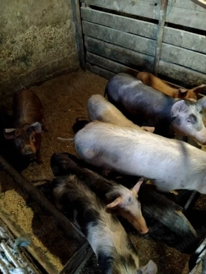 vand purcei  - imagine 3