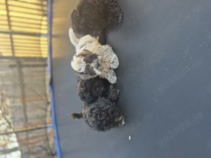 Cațeluși bichoni. - imagine 4